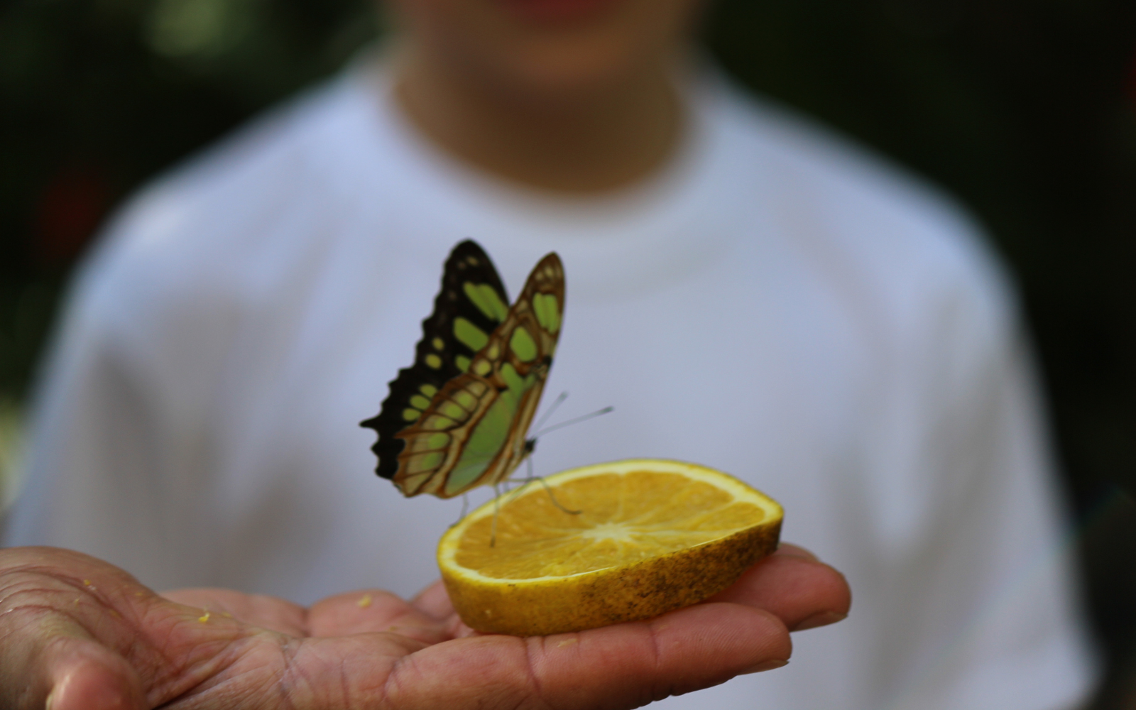 Les papillons en service de garde