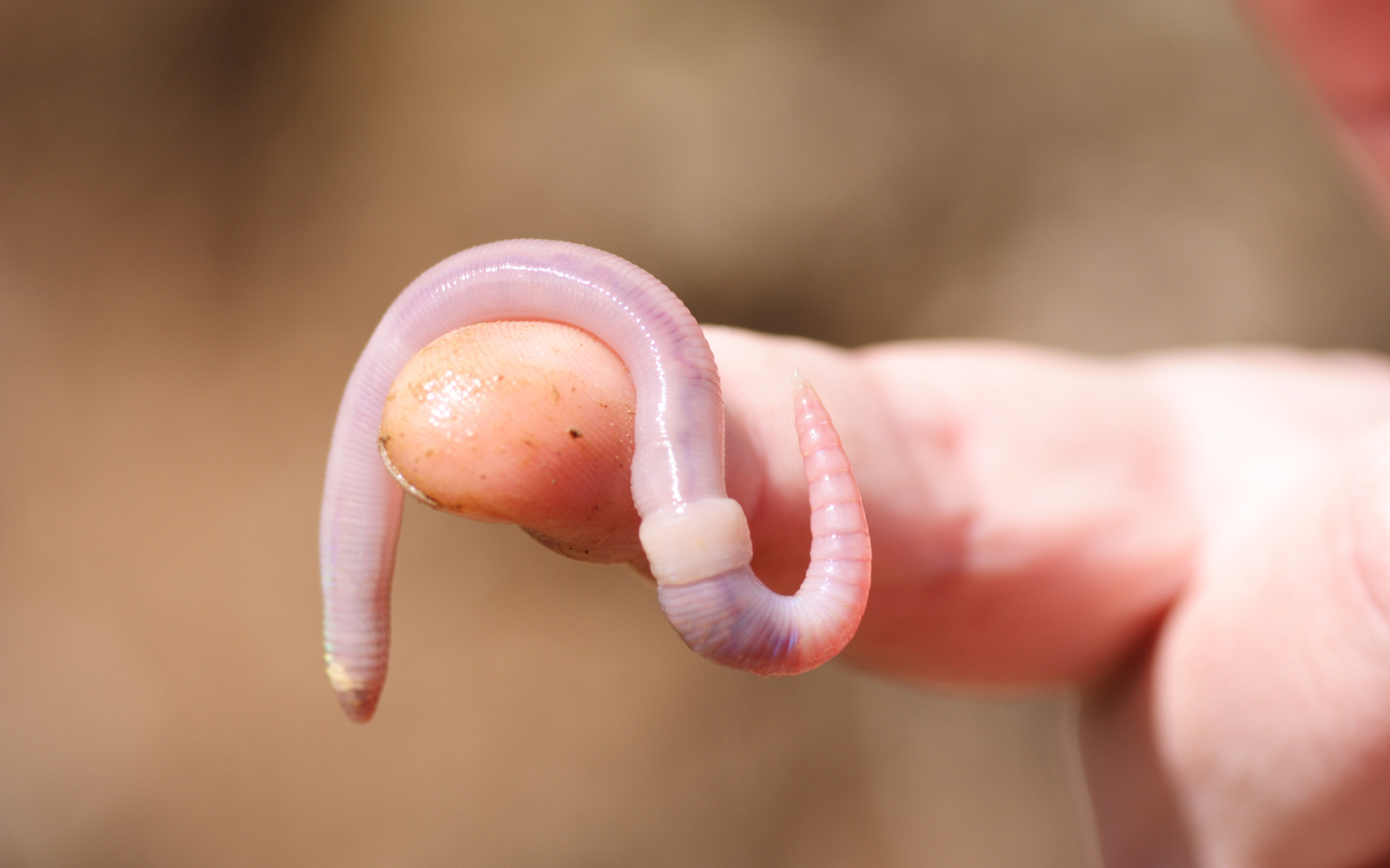 Enfant qui fait du vermicompostage